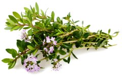 CО2 экстракт Чабреца (Тимьяна) водорастворимый