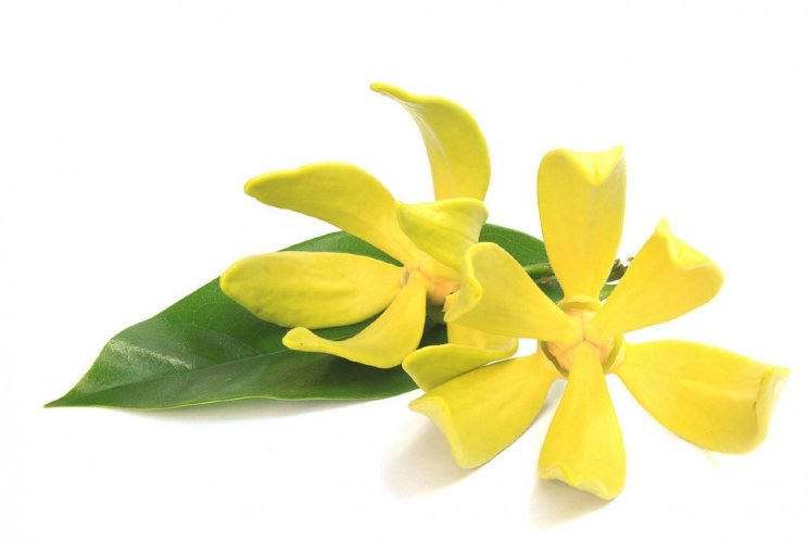 Гидролат Иланг-Иланга